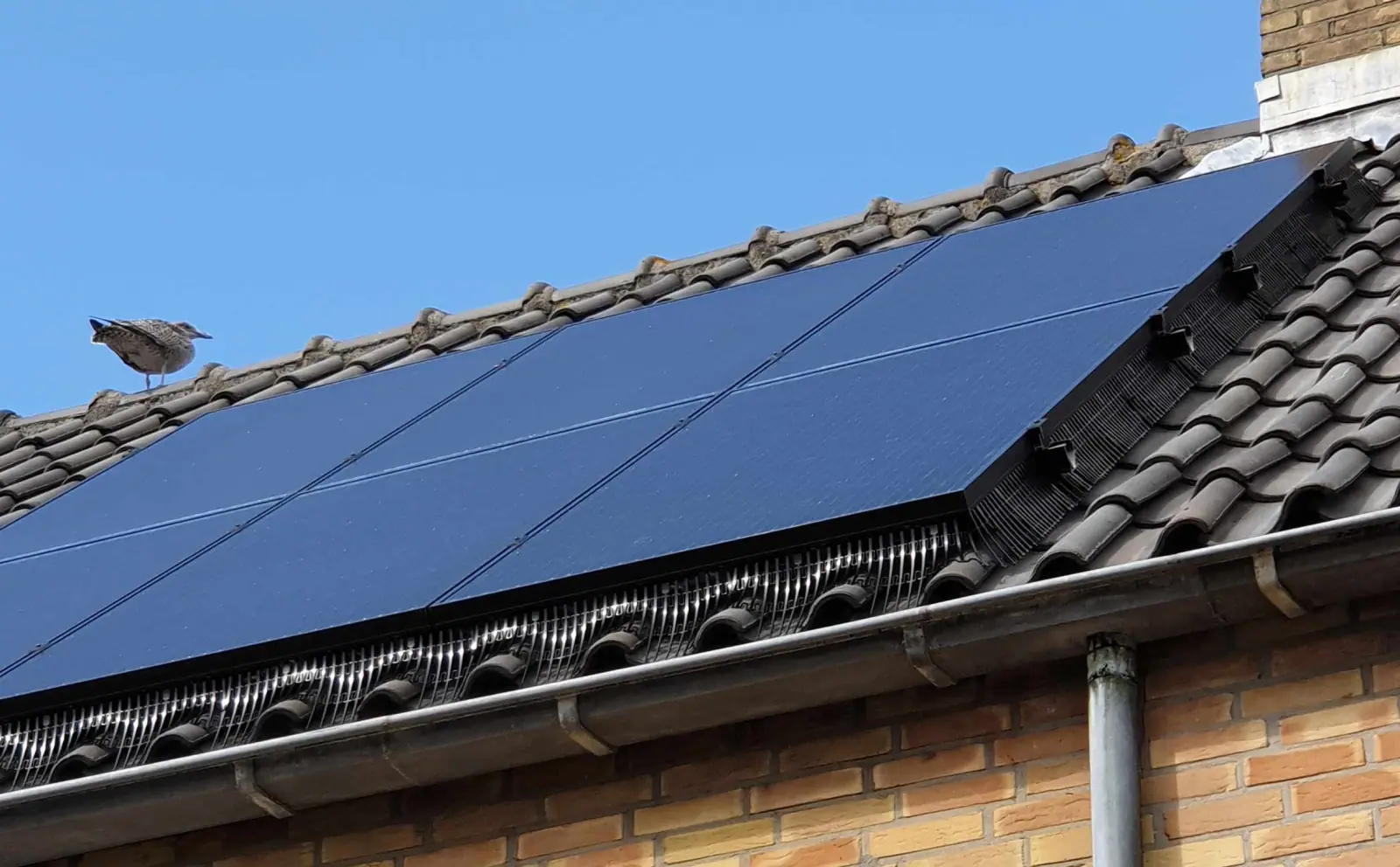 Vogelwering zonnepanelen Eeklo: BirdBlocker rondom de panelen op een dak in Oost-Vlaanderen