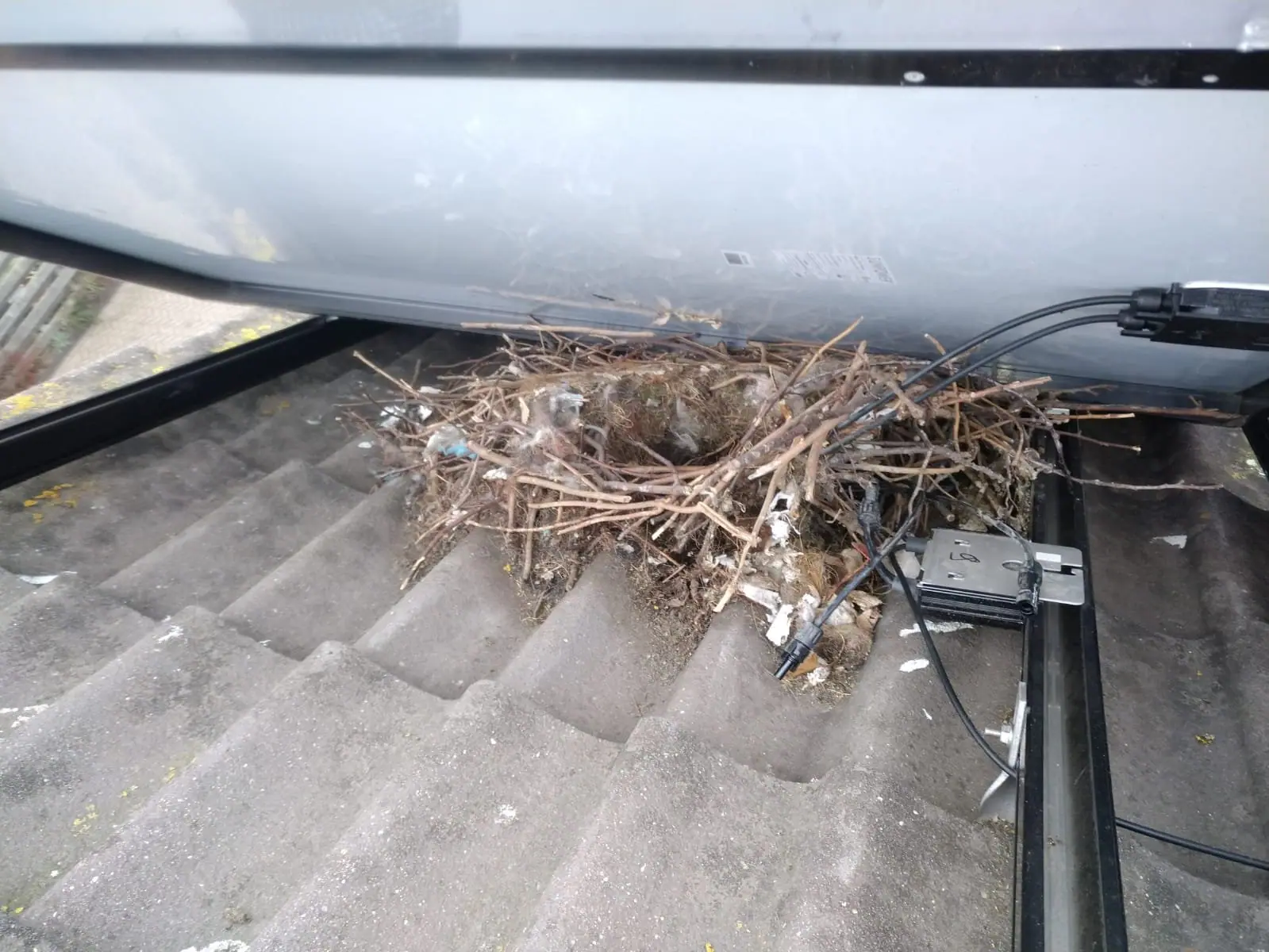 Duivennest onder een opgetild zonnepaneel