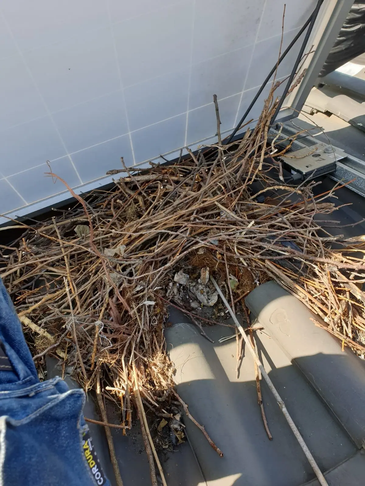 Nesten verwijderen onder zonnepanelen