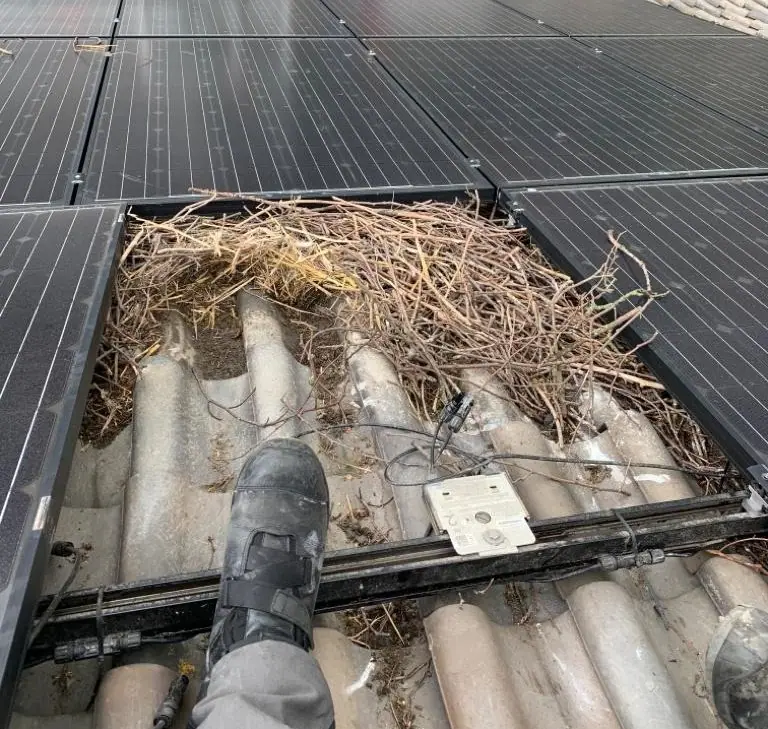 Nest van takken onder een zonnepaneel, blootgelegd voor verwijdering