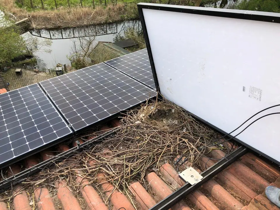 Nesten en vogelvuil onder zonnepanelen voor de plaatsing van vogelwering