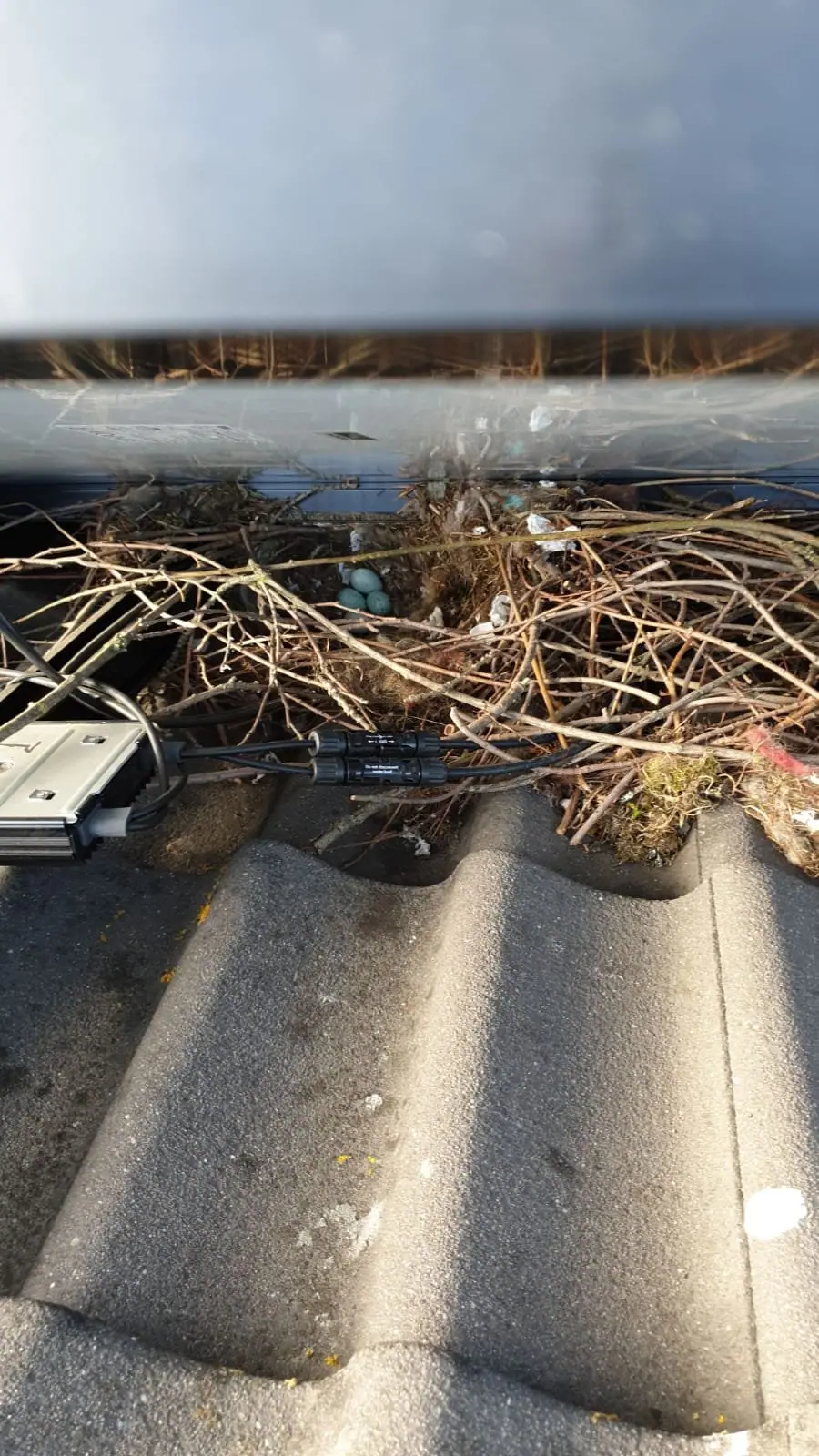 Nest rond de bekabeling onder een zonnepaneel