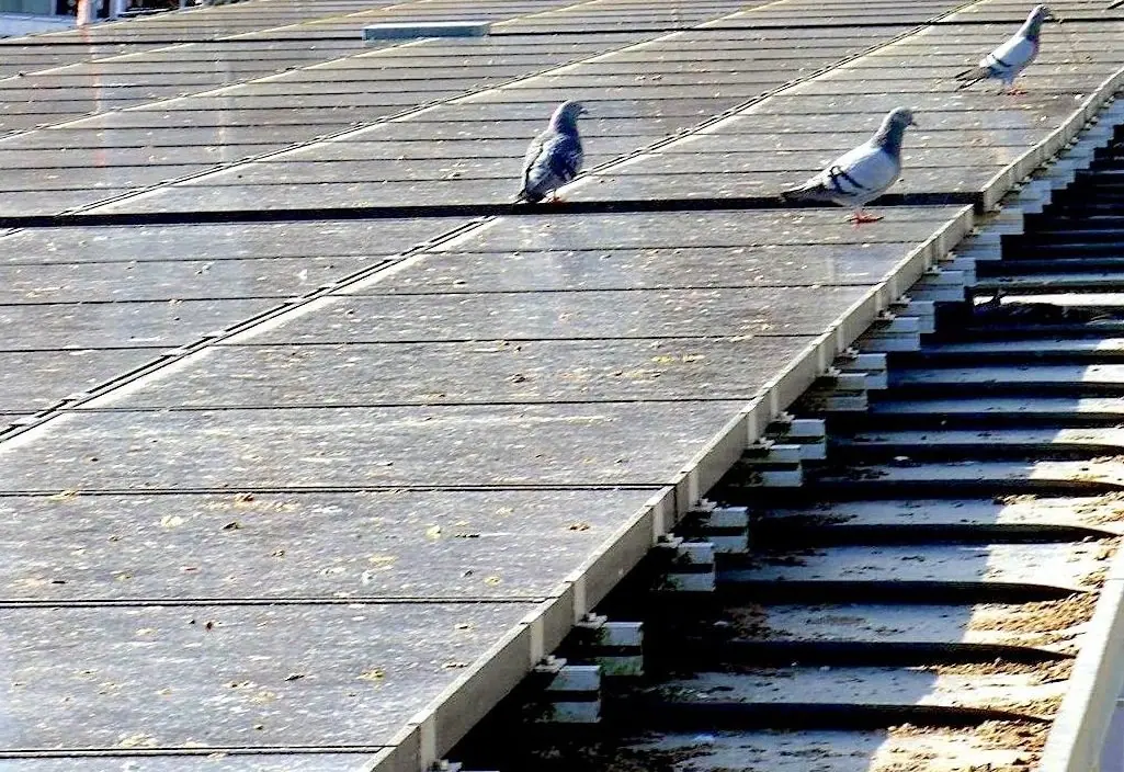 Zonnepanelen reinigen: vogelpoep, mos en vuil weg